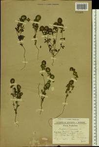 Trifolium lappaceum L., Eastern Europe, South Ukrainian region (E12) (Ukraine)