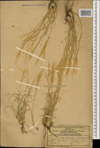 Stipagrostis plumosa (L.) Munro ex T.Anderson, Caucasus, Armenia (K5) (Armenia)