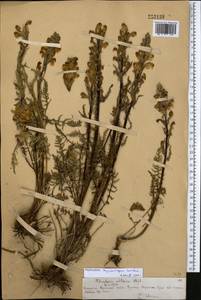 Pedicularis dolichorhiza Schrenk, Middle Asia, Northern & Central Tian Shan (M4) (Kazakhstan)