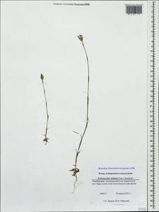 Petrorhagia prolifera (L.) P. W. Ball & Heywood, Caucasus, Azerbaijan (K6) (Azerbaijan)
