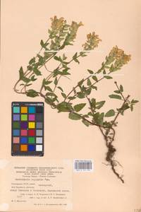 MHA 0 155 495, Scutellaria supina L., Eastern Europe, Eastern region (E10) (Russia)