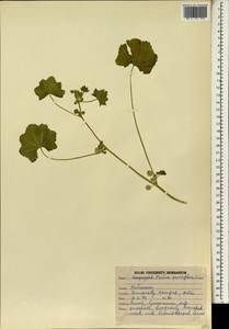 Malva parviflora L., South Asia, South Asia (Asia outside ex-Soviet states and Mongolia) (ASIA) (India)