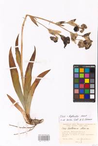 Iris, Eastern Europe, Moscow region (E4a) (Russia)