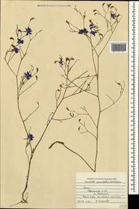 Delphinium consolida subsp. paniculatum (Host) N. Busch, Crimea (KRYM) (Russia)