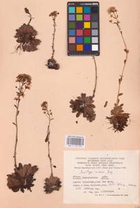 Saxifraga paniculata subsp. paniculata, Eastern Europe, West Ukrainian region (E13) (Ukraine)