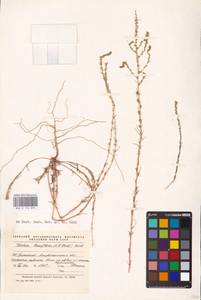 Bassia laniflora (S. G. Gmel.) A. J. Scott, Eastern Europe, Lower Volga region (E9) (Russia)