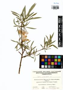 Salix viminalis L., Siberia, Baikal & Transbaikal region (S4) (Russia)