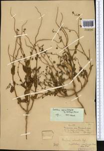 Suchtelenia calycina (C. A. Mey.) A. DC., Middle Asia, Muyunkumy, Balkhash & Betpak-Dala (M9) (Kazakhstan)