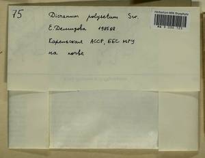 Dicranum polysetum Sw., Bryophytes, Bryophytes - Karelia, Leningrad & Murmansk Oblasts (B4) (Russia)