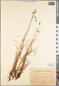 Carex limosa L., Eastern Europe, Northern region (E1) (Russia)