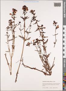 Pedicularis adunca M. Bieb. ex Steven, Siberia, Chukotka & Kamchatka (S7) (Russia)