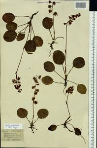 Pyrola asarifolia subsp. incarnata (DC.) A. E. Murray, Siberia, Western Siberia (S1) (Russia)