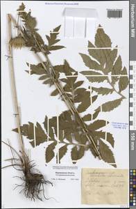 Serratula coronata L., Eastern Europe, Central forest-and-steppe region (E6) (Russia)