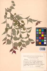 Prunus armeniaca L., Eastern Europe, Moscow region (E4a) (Russia)