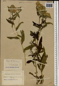 Pentanema britannicum (L.) D. Gut. Larr., Santos-Vicente, Anderb., E. Rico & M. M. Mart. Ort., Eastern Europe, South Ukrainian region (E12) (Ukraine)