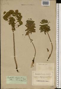 Euphorbia stepposa Zoz ex Prokh., Eastern Europe, South Ukrainian region (E12) (Ukraine)