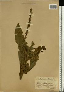 Verbascum densiflorum Bertol., Eastern Europe, Moscow region (E4a) (Russia)