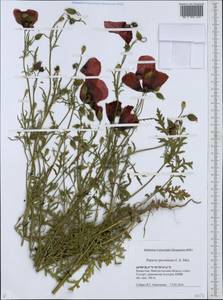 Roemeria pavonina, Middle Asia, Caspian Ustyurt & Northern Aralia (M8) (Kazakhstan)