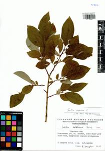 Salix caprea L., Siberia, Baikal & Transbaikal region (S4) (Russia)