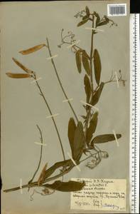 Lathyrus sylvestris L., Eastern Europe, Rostov Oblast (E12a) (Russia)
