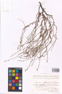 Limonium suffruticosum (L.) Kuntze, Eastern Europe, Lower Volga region (E9) (Russia)