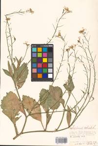 Raphanus sativus L., Eastern Europe, Moscow region (E4a) (Russia)