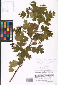 Crataegus nigra Waldst. & Kit., Eastern Europe, Moscow region (E4a) (Russia)