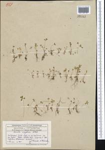 Marsilea aegyptiaca Willd., Middle Asia, Muyunkumy, Balkhash & Betpak-Dala (M9) (Kazakhstan)