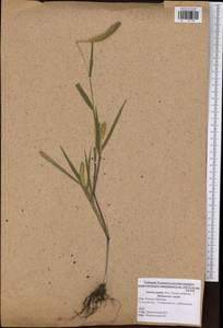 Setaria pumila (Poir.) Roem. & Schult., Eastern Europe, Central region (E4) (Russia)