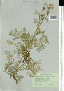 Kitagawia komarovii Pimenov, Siberia, Russian Far East (S6) (Russia)