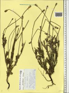 Papaver dubium subsp. stevenianum (Mikheev) Kubát & Å, Eastern Europe, Lower Volga region (E9) (Russia)