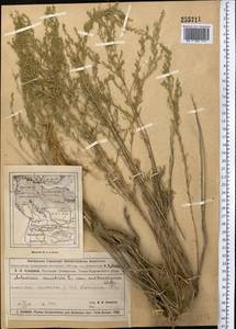Artemisia sublessingiana (Keller) Krasch. ex Poljakov, Middle Asia, Muyunkumy, Balkhash & Betpak-Dala (M9) (Kazakhstan)