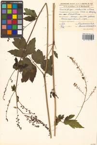 Actaea dahurica (Turcz. ex Fisch. & C. A. Mey.) Franch., Siberia, Russian Far East (S6) (Russia)