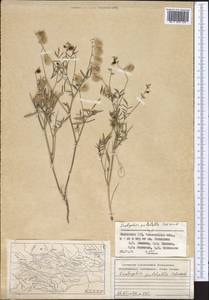 Onobrychis pulchella Schrenk, Middle Asia, Syr-Darian deserts & Kyzylkum (M7) (Kazakhstan)