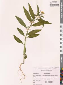 Erysimum cheiranthoides L., Siberia, Chukotka & Kamchatka (S7) (Russia)