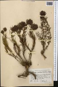 Bungea vesiculifera (Herd.) Pavl. & Lipsch., Middle Asia, Western Tian Shan & Karatau (M3) (Uzbekistan)