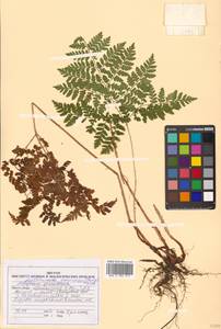 Dryopteris amurensis (Milde) Christ, Siberia, Russian Far East (S6) (Russia)