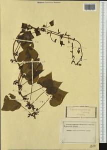 Dioscorea communis (L.) Caddick & Wilkin, Western Europe (EUR) (Not classified)