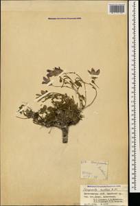 Campanula saxifraga subsp. aucheri (A.DC.) Ogan., Caucasus, Dagestan (K2) (Russia)