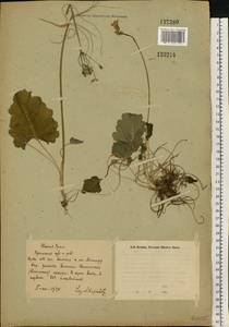 Primula cortusoides L., Eastern Europe, Eastern region (E10) (Russia)