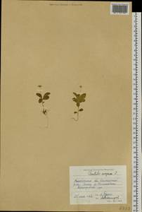 Lysimachia europaea (L.) U. Manns & Anderb., Siberia, Chukotka & Kamchatka (S7) (Russia)