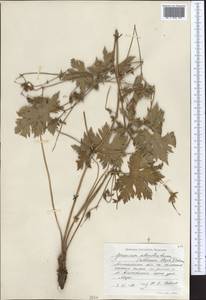 Geranium collinum Stephan ex Willd., Middle Asia, Northern & Central Tian Shan (M4) (Kazakhstan)