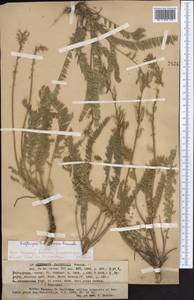 Oxytropis tachtensis Franch., Middle Asia, Western Tian Shan & Karatau (M3) (Kazakhstan)