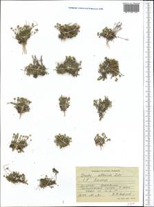 Draba altaica (C. A. Mey.) Bunge, Middle Asia, Pamir & Pamiro-Alai (M2) (Tajikistan)