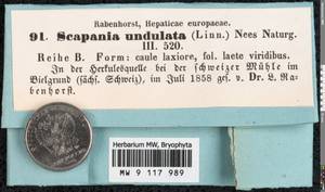 Scapania undulata (L.) Dumort., Bryophytes, Bryophytes - Western Europe (BEu) (Switzerland)