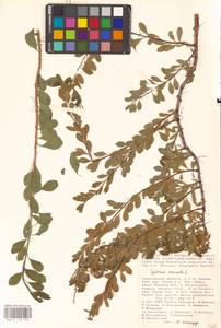 Spiraea crenata L., Eastern Europe, Lower Volga region (E9) (Russia)