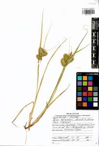 Carex capricornis Meinsh. ex Maxim., Siberia, Baikal & Transbaikal region (S4) (Russia)