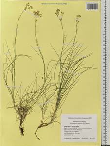 Eremogone saxatilis (L.) lkonn., Siberia, Baikal & Transbaikal region (S4) (Russia)