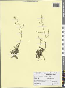Diplotaxis muralis (L.) DC., Caucasus, Dagestan (K2) (Russia)