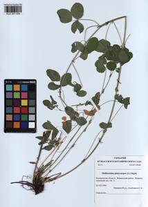 KUZ 001 054, Medicago platycarpos (L.) Trautv., Siberia, Altai & Sayany Mountains (S2) (Russia)